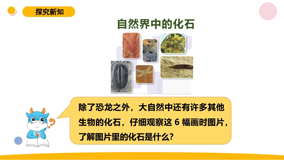 小学苏教版科学六上3.2《化石告诉我们什么》PPT.pptx_第3页