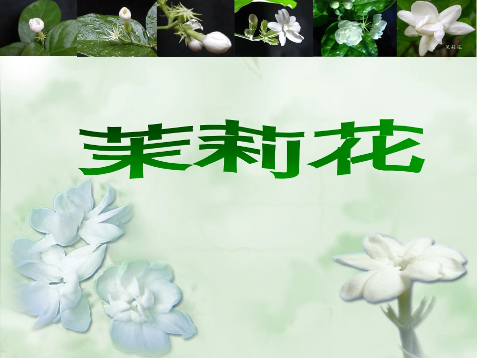六年级上册人音版音乐-《茉莉花》课件.ppt_第1页