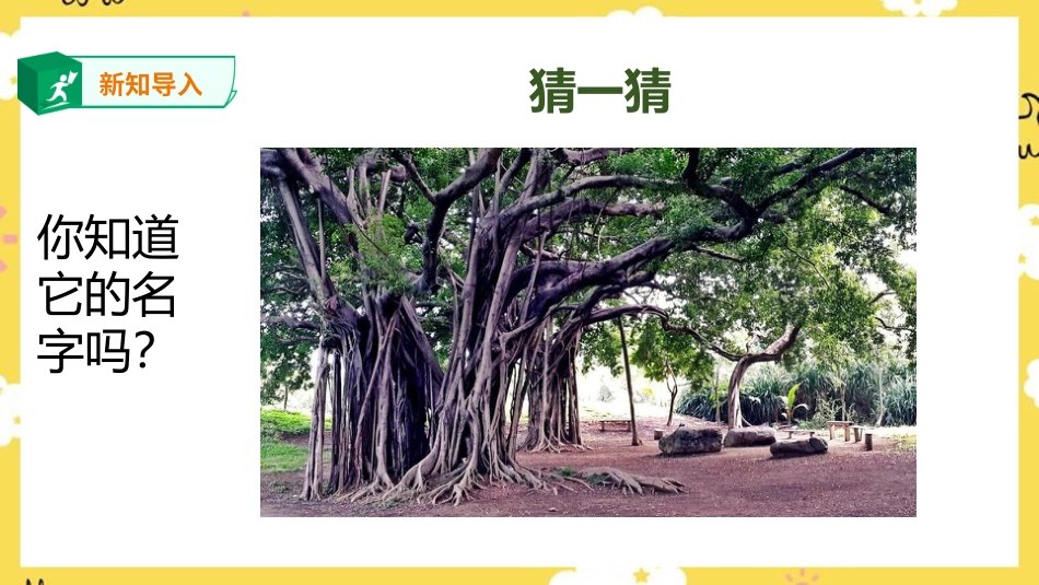 人音版六年级下册第五课第三课时《榕树爷爷》.ppt_第3页