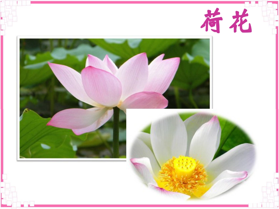 【老课标】一年级人教版美术上册-花儿寄深情4.ppt_第2页