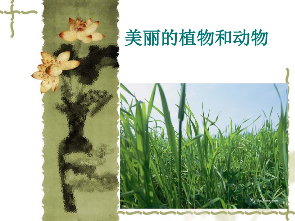 【老课标】一年级人教版美术上册-美丽的植物和动物3.ppt_第1页