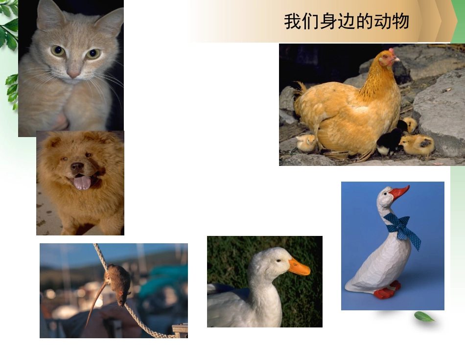 【老课标】一年级人教版美术上册-美丽的植物和动物4.ppt_第3页