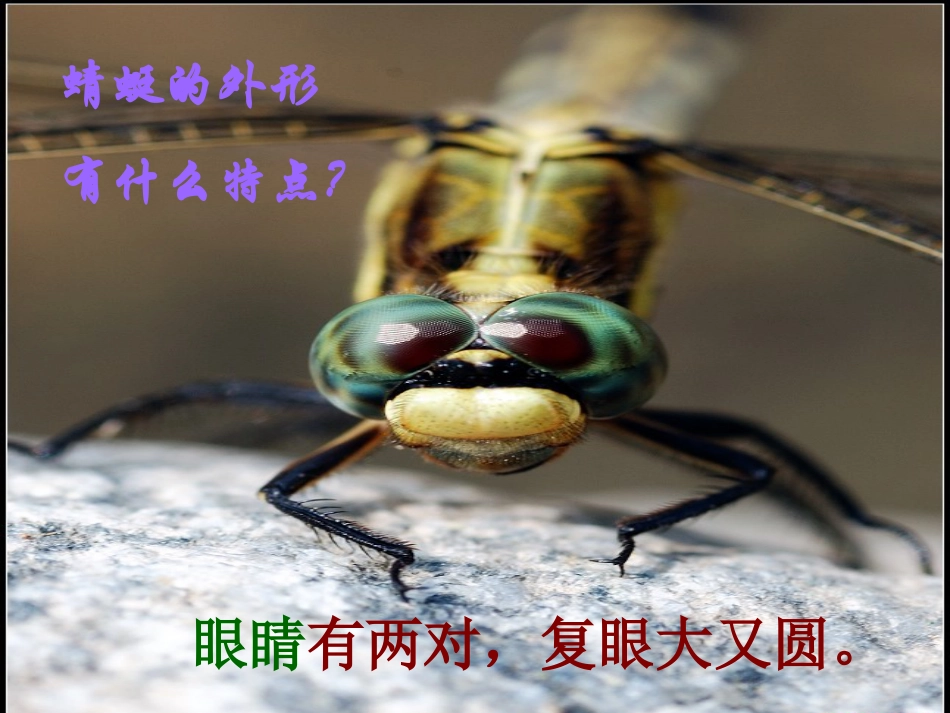 人教版2年级美术上册-《蜻蜓飞飞》课件2.ppt_第3页