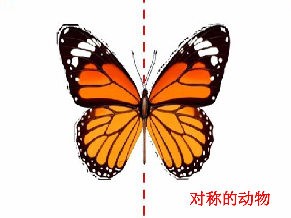 人教版2年级美术上册-《对印的图形》课件1.ppt_第3页