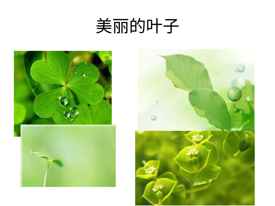 人教版2年级美术下册-《叶子上的小“血管”》课件1.ppt_第3页