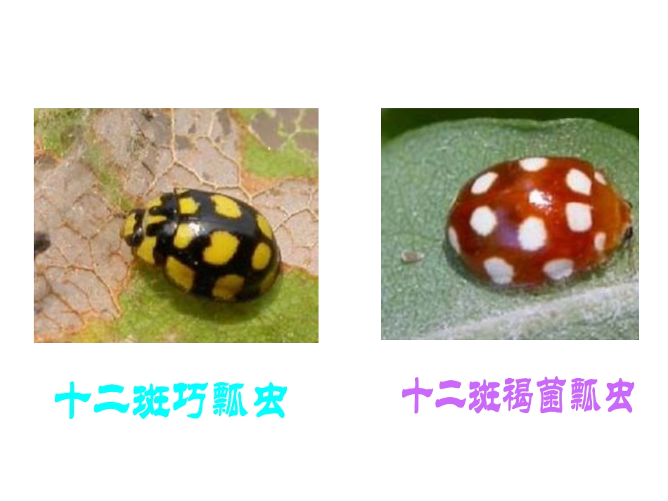 人教版3年级美术下册-《动物的花衣裳》课件1.ppt_第3页