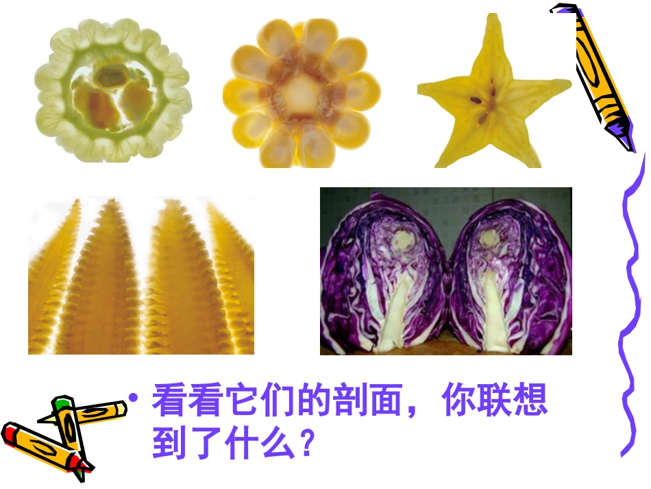 人教版小学美术4年级上册-《蔬果剖面》课件1.ppt_第2页