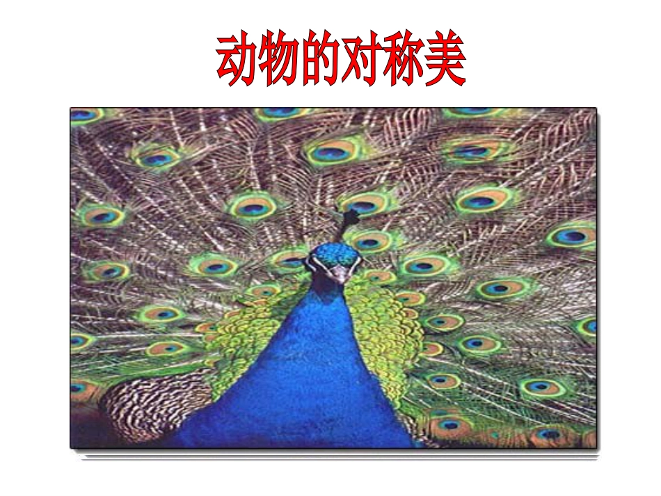 人教版小学美术4年级下册-《对称的美》课件3.ppt_第3页