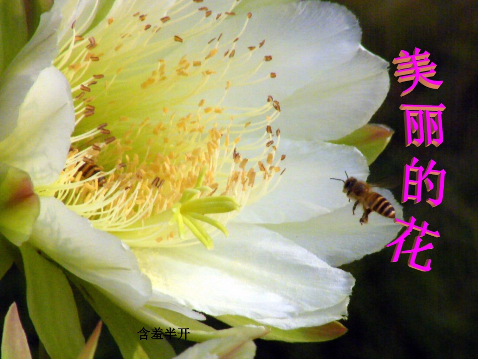 人教版6年级美术下册-《寻找美的踪迹》课件03.ppt_第3页