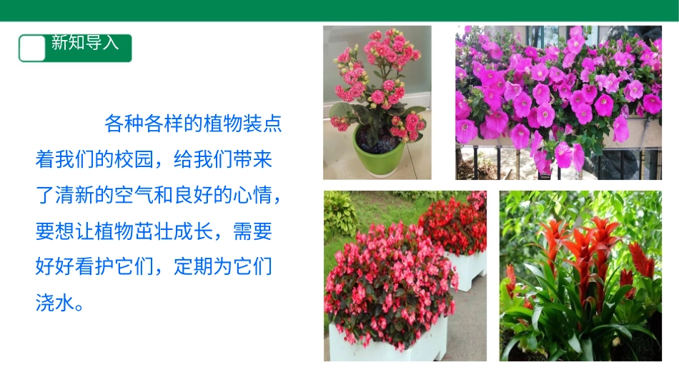 【人教版】《劳动教育》二下 劳动项目八  为植物浇水  课件.pptx_第3页
