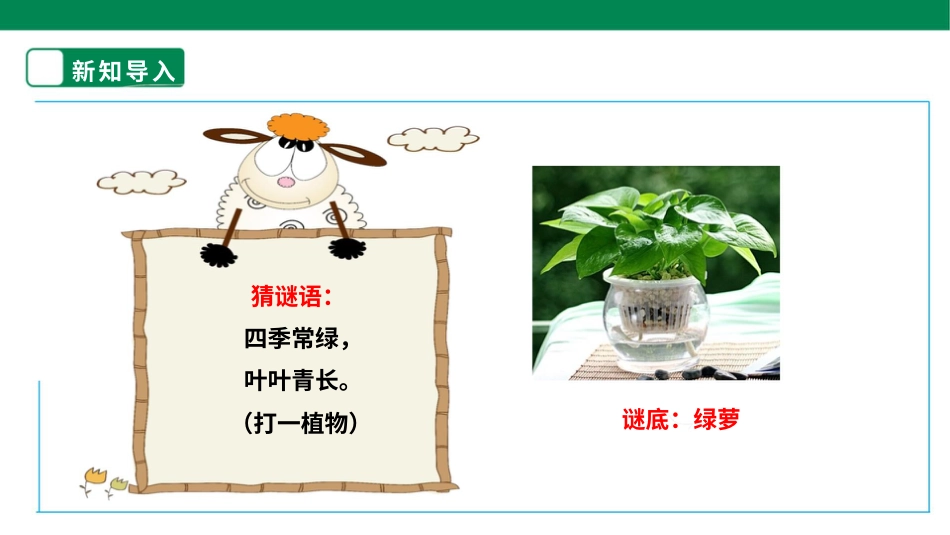 【人教版】《劳动教育》三上  劳动项目十《水培绿萝》课件.pptx_第3页