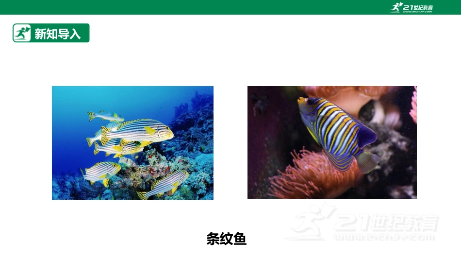 【鲁科版】《综合实践活动》三上-2.3 快乐的小鱼儿 课件.pptx_第3页