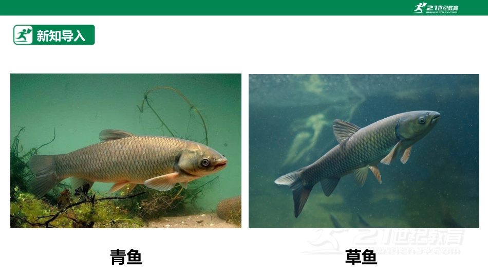 【鲁科版】《综合实践活动》三上-3.1 俏皮的斑点鱼 课件.pptx_第3页