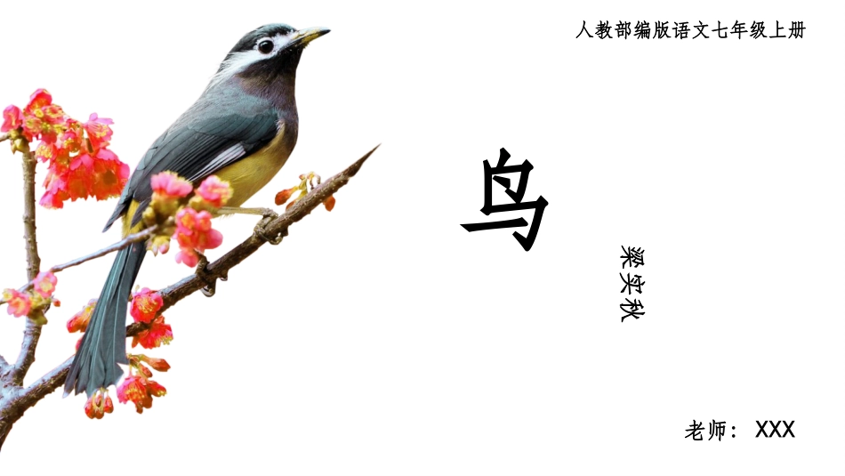 PPT模板-教育说师(315).pptx_第1页